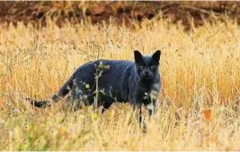  ?? ALFONSO AZAUSTRE ?? La pantera negra de Granada resultó ser un gato bien alimentado