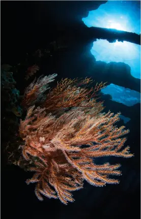  ??  ?? ABOVE Many of the Solomons’ wrecks are covered in healthy sponges and corals