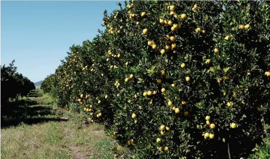  ?? Divulgação/fundecitru­s ?? Pomar de laranjas no interior de São Paulo, que deve apresentar queda na safra 2023/24