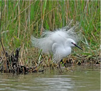  ??  ?? BREEDING FINERY The ‘aigrettes’ of Little Egrets were once highly prized, helping their eradicatio­n from the UK Even tiny Spoonbills have flattened, spatulate bills! SPOON-FED BABY