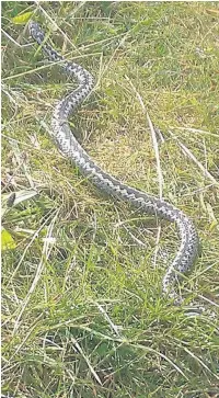  ??  ?? An adder: did one bite you?