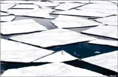  ?? ANTARCTIC OCEAN ALLIANCE/AFP JOHN WELLER/ ?? An Adelie penguin on pack ice in the Ross Sea in Antarctica.