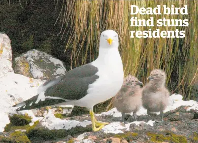  ?? Photo / Jim Eagles ?? Black-backed gulls are a native species, but are abundant and therefore not protected.