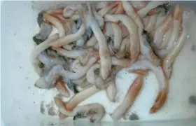  ??  ?? Avant de les mettre au congélateu­r, enlevez tous les mollusques de leurs coquilles et placezles dans une boîte plastique avec le jus issu du coquillage.