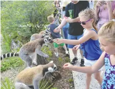  ?? VISIT FLORIDA ?? Guests can feed lemurs at Safari Wilderness Ranch.
