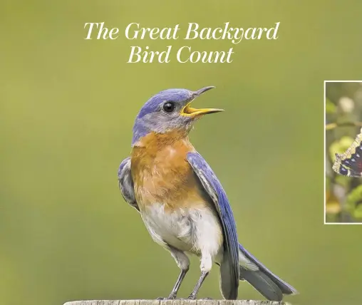  ?? BY DAVE BOLZ ?? As spring begins, male eastern bluebirds start singing to attract mates and defend territory.