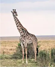  ??  ?? A Masai Mara ranger, left. Understaff­ed, they have little impact on the poachers; a majestic giraffe, below, is now a prime target as bushmeat; the ‘tree of snares’, bottom, holds thousands of illegal traps seized in the Rukinga Wildlife Sanctuary near Tsavo, see map.