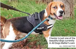  ?? ALL DOGS MATTER ?? Chester is just one of the beautiful dogs currently in All Dogs Matter’s care