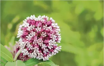  ?? Gail Shotlander/getty Images ?? Milkweed and butterfly classes are still being offered this spring.