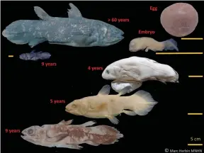  ?? The Associated Press ?? This image shows the developmen­t stages of the coelacanth fish. The “living fossil,” still around from the time of the dinosaurs, can live for 100 years.