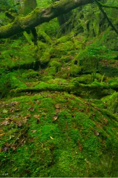  ??  ?? ABOVE
Rainforest along the Shiratani Unsuikyo trail on Yakushima
RIGHT
Yakushima Island’s Oko-no- taki Waterfall