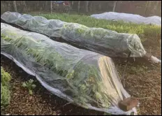  ?? ASSOCIATED PRESS ?? Hardy vegetables such as lettuce, endive, and arugula can be harvested well into autumn even in northern gardens with some protection from “tunnels” covered with clear plastic or row covers.