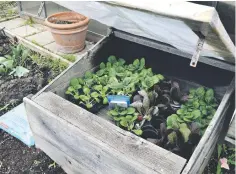  ??  ?? Use a cold frame for protection while hardening off young seedlings.