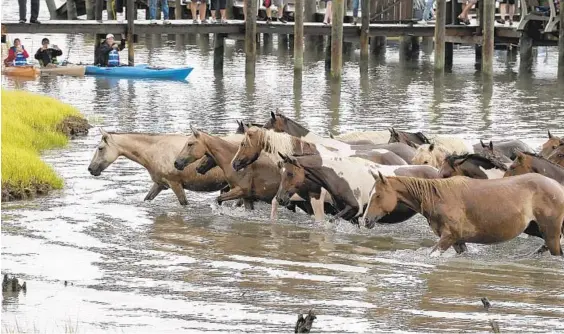  ??  ?? The ponies emerge from the channel onto Chincoteag­ue at a marsh near Pony Swim Lane.