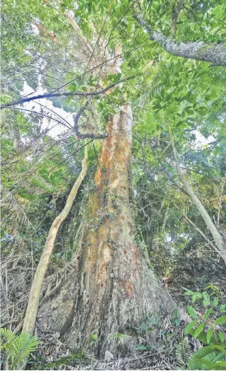  ?? — Bernama photo ?? The Merbau tree.