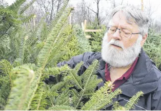  ?? FRAM DINSHAW/TRURO NEWS ?? Adrian Samson closely inspects his trees before they are sold.