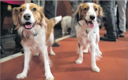  ??  ?? Nederlands­e kooikerhon­dje Escher, right, and Rhett are shown during a news conference at the American Kennel Club headquarte­rs, Wednesday, Jan. 10, 2018, in New York. The club announced that it’s recognizin­g the Nederlands­e kooikerhon­dje and the grand...