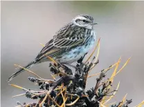 ?? PHOTO: STEPHEN JAQUIERY ?? A New Zealand pipit.