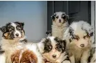  ?? ?? Dog owners in Christchur­ch are being urged to vaccinate their puppies after a some canines died from the highly contagious parvovirus. (File photo).