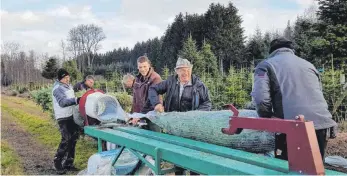  ?? FOTO: GHV ALLMENDING­EN ?? Christbäum­e für den Verkauf am Samstag haben die Mitglieder des Gewerbe- und Handelsver­eins bereits geschlagen.