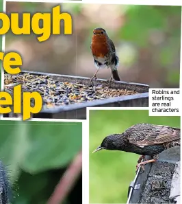  ?? ?? Robins and starlings are real characters