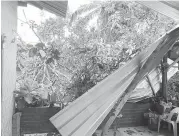  ?? ?? TUMBANG: Pohon pokok tumbang menghempap bahagian rumah dalam pembinaan.