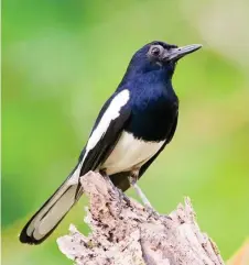  ??  ?? Magpie robin