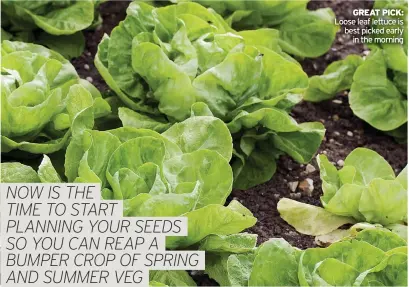  ?? ?? GREAT PICK: Loose leaf lettuce is best picked early in the morning