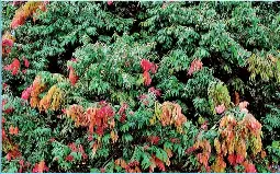The national tree - PressReader