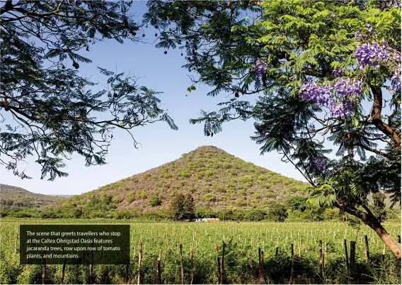  ??  ?? The scene that greets travellers who stop at the Caltex Ohrigstad Oasis features jacaranda trees, row upon row of tomato plants, and mountains.