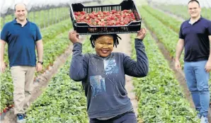  ?? Picture: Esa Alexander ?? Bongeka Kwinana , a worker on Polkadraai farm in Stellenbos­ch, with her employers, Leslie, left, and Barry Zetler, who have been licensed to grow dagga for use in medical products.