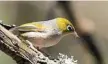  ??  ?? A Silvereye captured on camera during the walk.