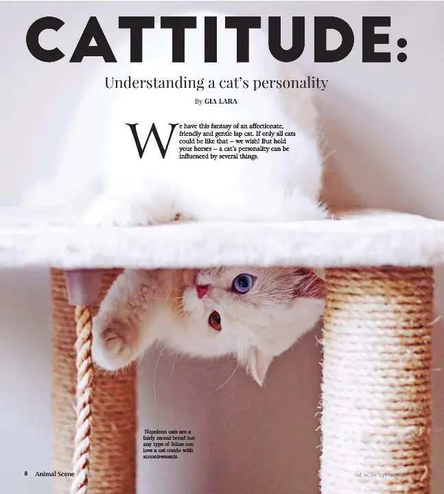  ??  ?? Napoleon cats are a fairly recent breed but any type of feline can love a cat condo with accoutreme­nts.