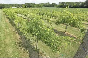  ?? JOE SIENKIEWIC­Z / USA TODAY NETWORK-WISCONSIN ?? Vines & Rushes Winery, 410 County Highway E, has five acres of cold-hardy grapes, which are engineered to withstand Wisconsin’s stiff winters. They produce 7,000 gallons of wine a year.