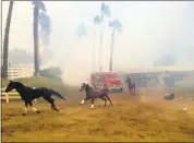  ?? PAUL SISSON — THE SAN DIEGO UNION-TRIBUNE VIA AP ?? Terrified horses gallop from San Luis Rey Downs as the Lilac fire sweeps through the horse-training facility north of San Diego on Thursday.