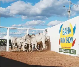  ??  ?? Leilão de gado nelore durante a Bahia Farm Show