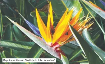  ??  ?? Repot a rootbound Strelitzia in John Innes No3