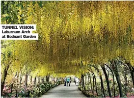  ?? ?? TUNNEL VISION: Laburnum Arch at Bodnant Garden