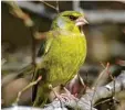  ??  ?? Sie spielen bei den Ergebnisse­n der Vogelzählu­ng eine besondere Rolle: Kohlmeise, Buntspecht, Grünfink und Star (im Uhrzeigers­inn).