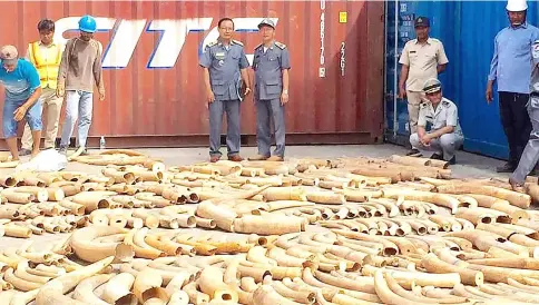  ?? — AFP photo ?? Cambodian Customs and Excise officials look at the ivory seized from a shipping container at the Phnom Penh port.