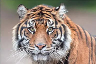  ??  ?? The Phoenix Zoo's new Sumatran tiger, Dari, is seen in Phoenix on Thursday.