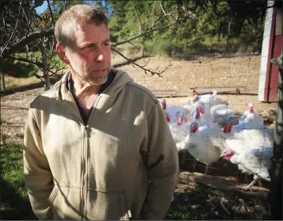  ?? Ernest A. Brown photos ?? Above, Mike King, owner of Ironstone Farm, a 50-acre farm on South Street in Uxbridge, keeps an eye on his rafter of turkeys he’s raising in time for the Thanksgivi­ng holiday, on his farm Thursday. King, 54, has been raising turkeys every year since he was a young boy. Below, farm-fresh turkeys rush to greet a visitor at Ironstone Farm in Uxbridge Thursday.