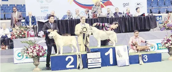  ??  ?? Winners of Best Veteran in Show are Siberian Husky named Topaz Silver Lining (USA) in first place; Labrador Retriever Sunshadow Blacktie Affair a.k.a. Chicco (PH), second place; and Dachshund Dowpy of Johannbern Haus (PH), third place