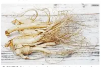  ?? ESPECIAL ?? EL GINSENG. Esta raíz ayuda a regular la generación de cortisol, conocida como la hormona del estrés.