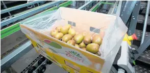  ?? Photo Jamie Troughton / Dscribe Media Services ?? Sungold kiwifruit being packed at Apata.