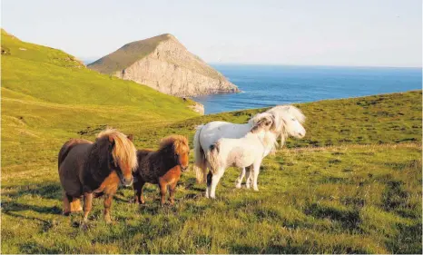  ?? FOTO: PAUL TOMKINS/DPA ?? Die Shetlands wie aus dem Bilderbuch: mit Ponys, sattgrünen Wiesen und dem Meer.