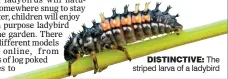  ??  ?? DISTINCTIV­E: The striped larva of a ladybird