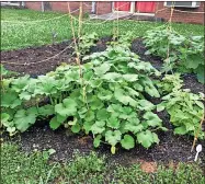  ?? / Contribute­d ?? The W.L. Swain Elementary School garden was started by the STEAM - Science, Technology, Engineerin­g, Art and Mathematic­s - class under the instructio­n of Nikki Hampton and lets students grow pumpkins, vegetables and sunflowers.