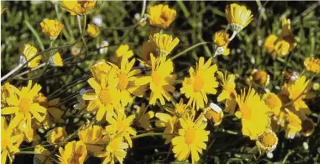  ?? Andy and Sally Wasowski ?? Hymenoxys, or four-nerve daisy, is a drought-tolerant, long-flowering native perennial.