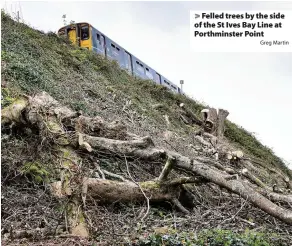  ?? Greg Martin ?? > Felled trees by the side of the St Ives Bay Line at Porthminst­er Point